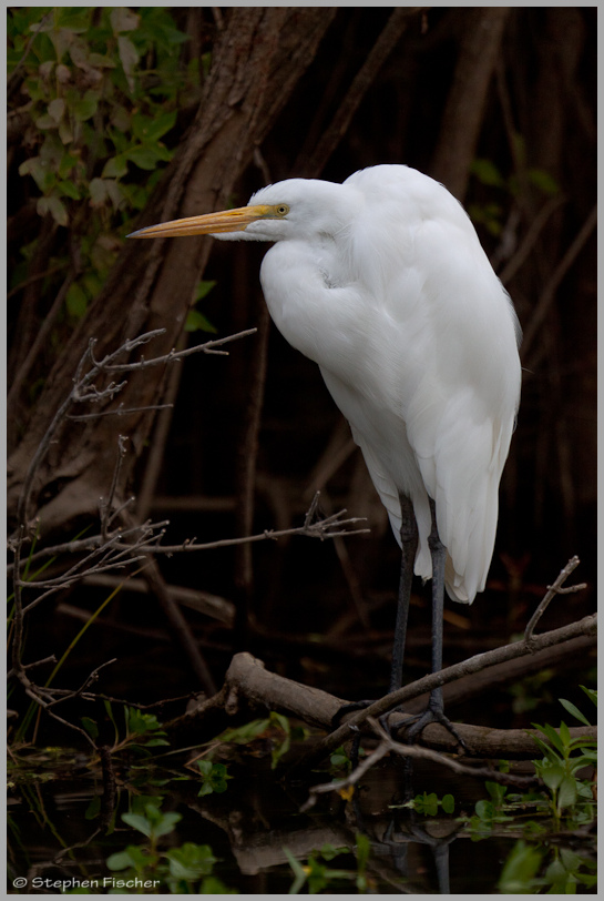 Great egret still life