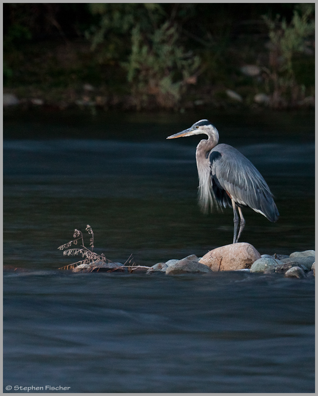 Heron night fishing