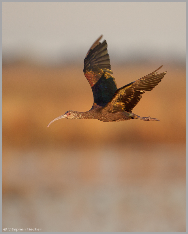 Ibis fly-by