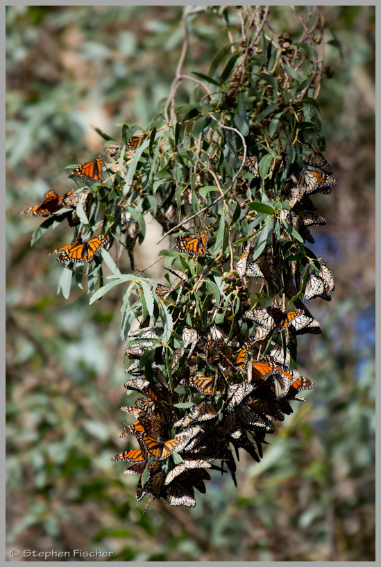 Monarch butterflies