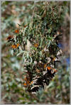 Monarch Butterflies