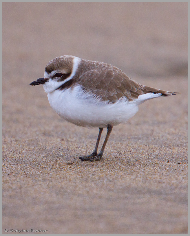 Snowy Plover