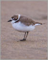 Snowy plover