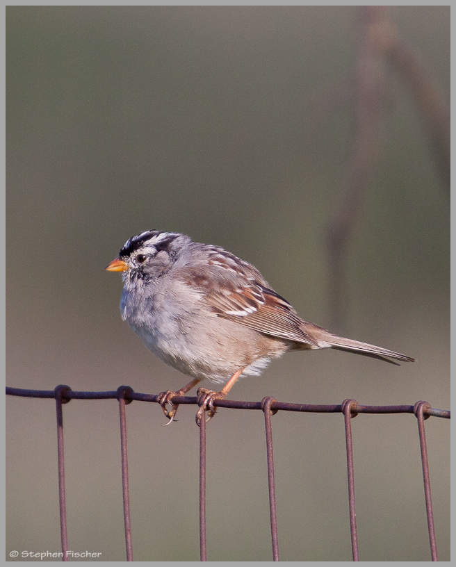 White crowned sparrow