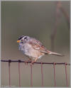 Sparrow on the fence