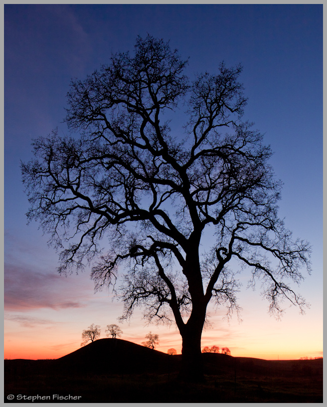 Sunset oak silhouette