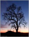 Oak sunset silhouette