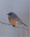 Western bluebird