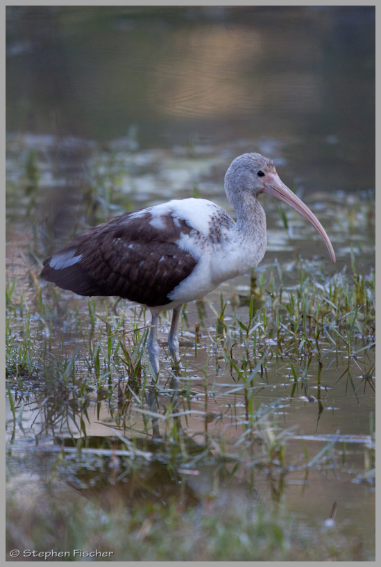 White ibis