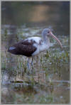 Juvenile white ibis