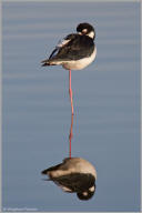 Black-necked stilt