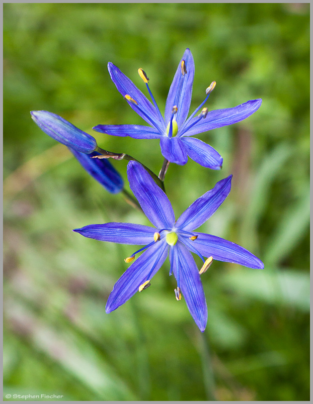 Camas wildflower