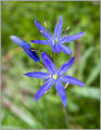 Camas wildflower