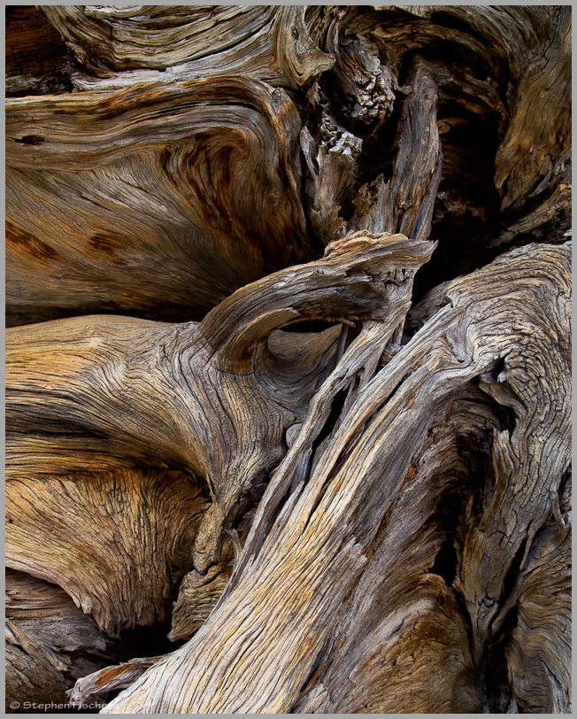 Gnarled root