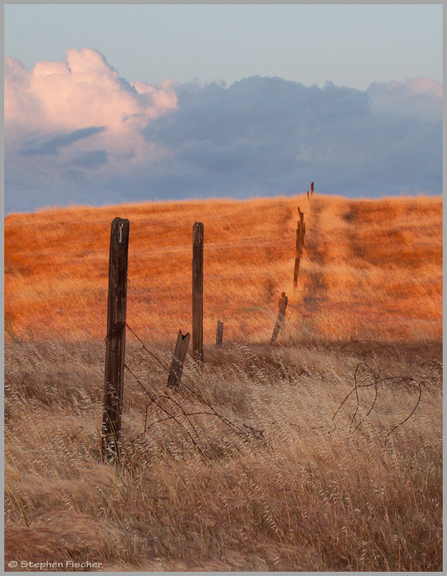 Golden fence line