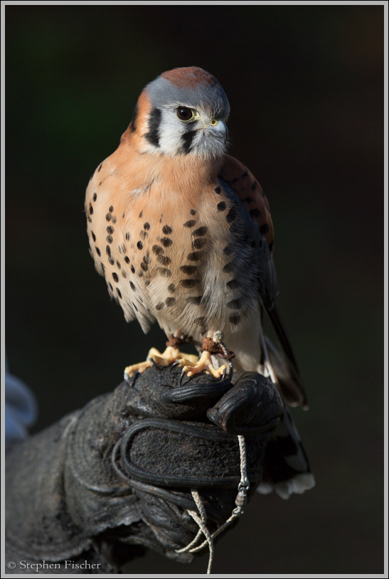 Kestrel