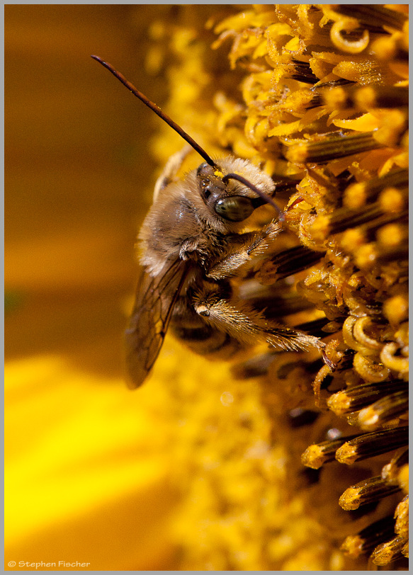 Longhorn bee