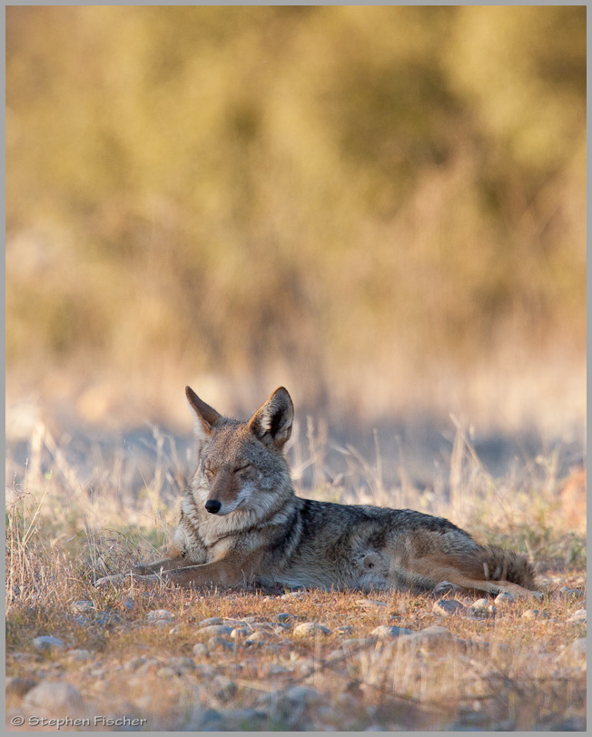 Sleeping Coyote