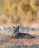 Sleeping Coyote