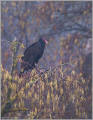 Turkey vulture