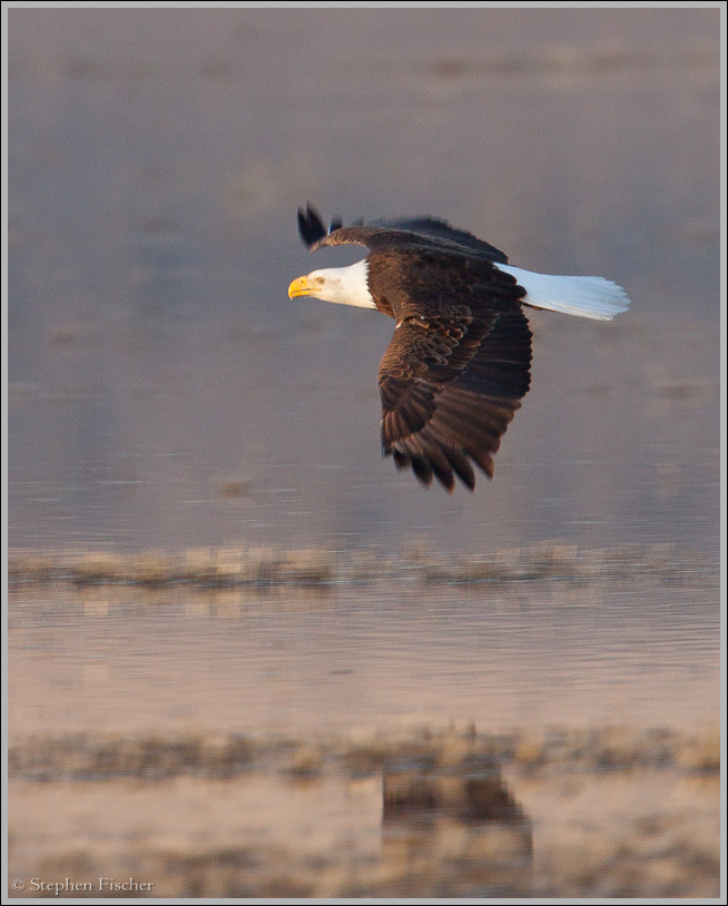 Bald eagle over water