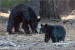 Black bear and its cub