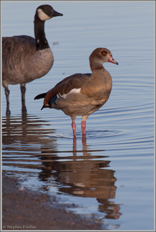 Egyptian goose