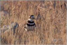 Killdeer parent