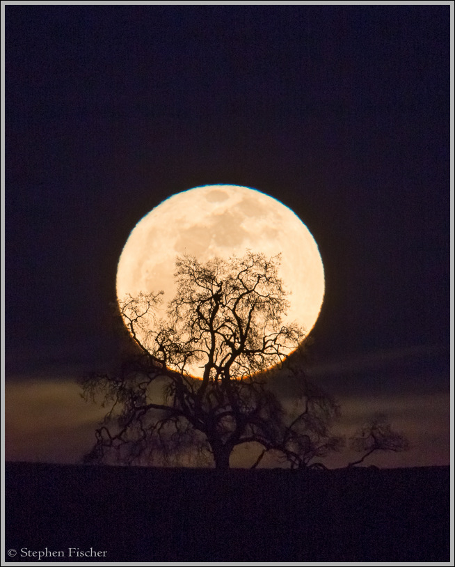 Oak moon silhouette