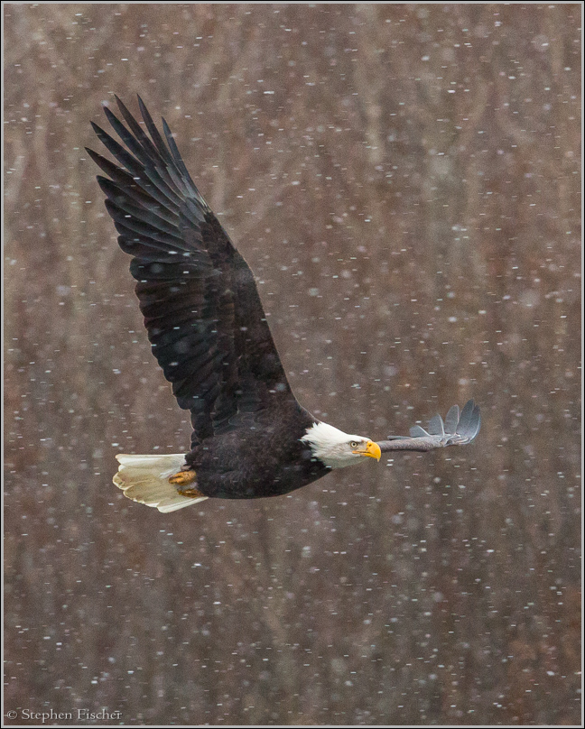 Winter eagle