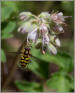 Flower fly pollination