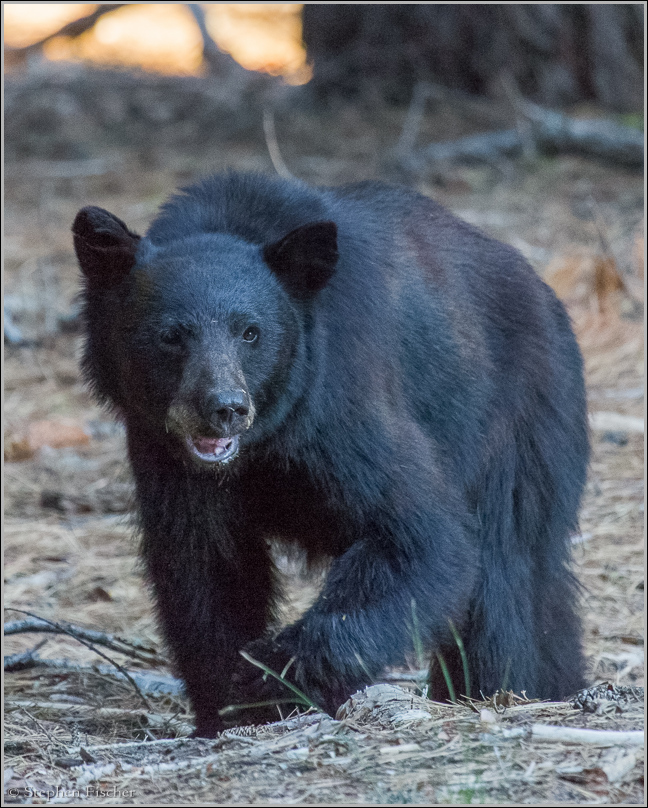 Giant sequoia bear