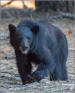 Giant sequoia bear