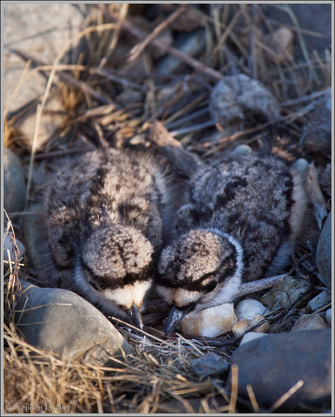 Killdeer chicks