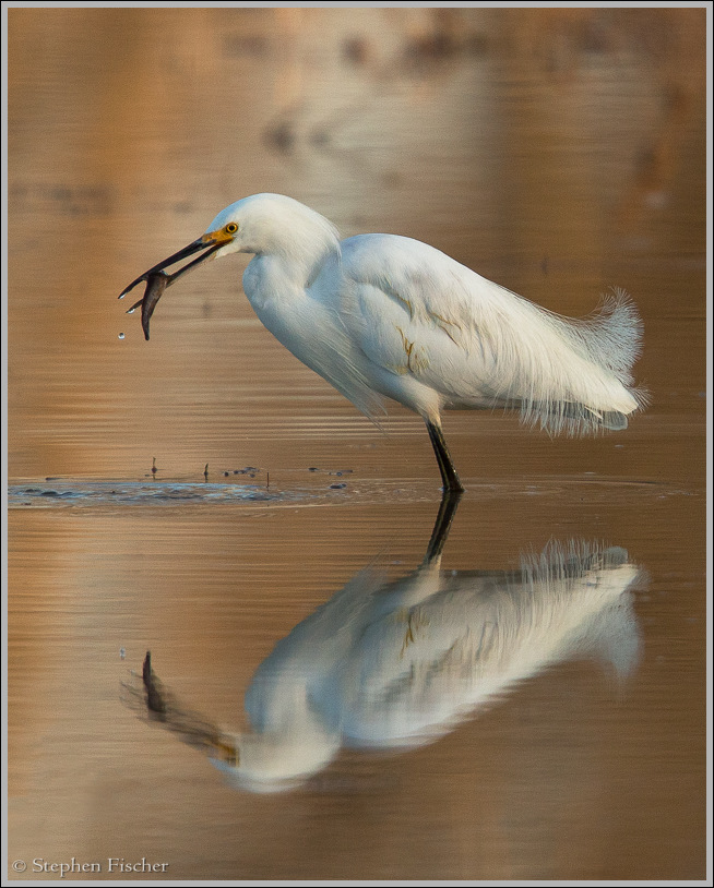 Snowy egret catch