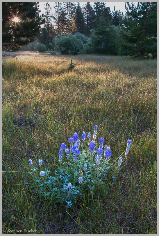 Torrey's Lupine