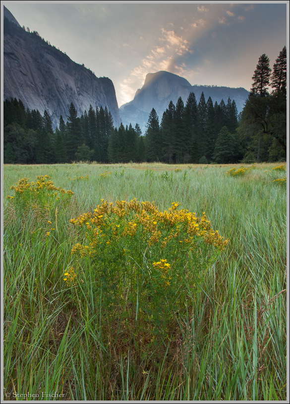 Yosemite goldenrod