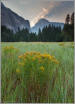 Yosemite goldenrod