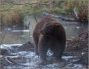 Black bear on Taylor Creek
