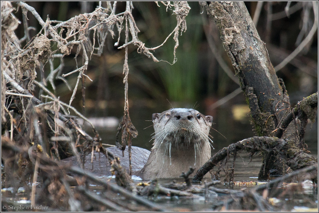 One-eyed otter