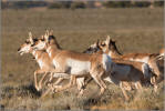 Pronghorn antelope herd