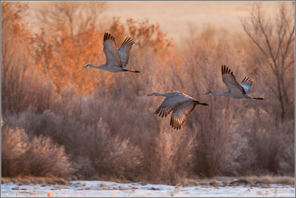 Winter cranes