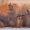 Cranes of winter