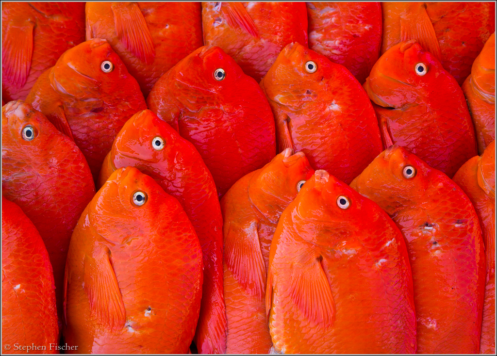 Fish market of Popotla