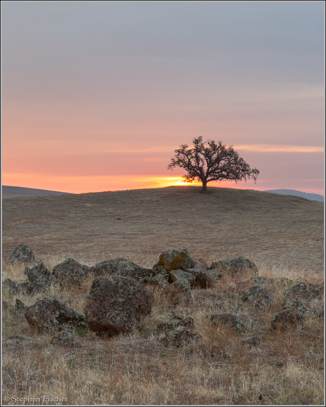 Last oak standing