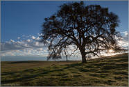 Sunrise oak silhouette