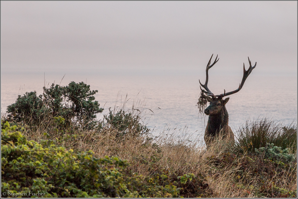 Elk of the Lost Coast