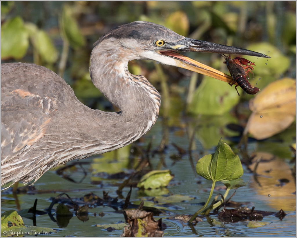 Great blue heron eating a crawdad