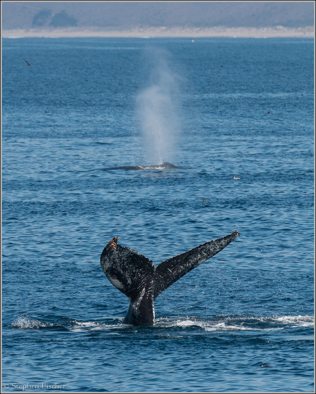 Humpback whales of Monterey Bay