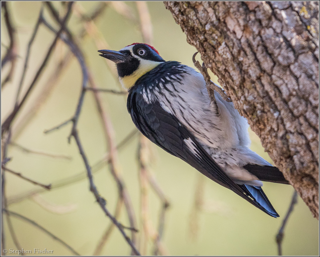 Acorn Woodpecker at Effie Yeaw Nature Center